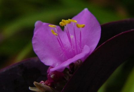 Flower - beauty, purple, macro, flower