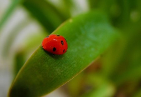 Lady - macro, bug, lady, red