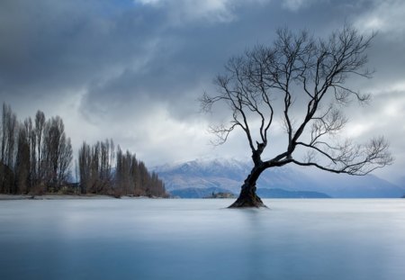 Un Copac singur ca şi Sufletul meu.... - alone, copac, singur, soul