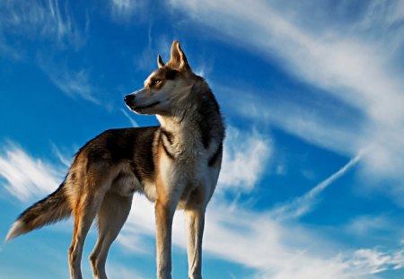 THE WOLF - skies, canines, carnivores, animals, wildlife, wolves