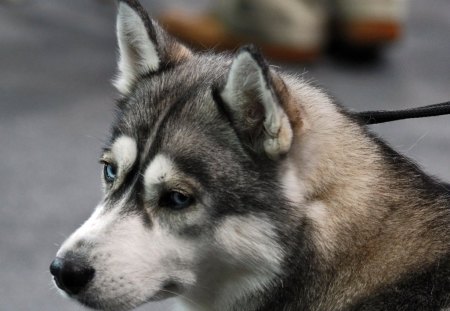 HUSKY - husky, dogs, canine, snow, arctic, animals