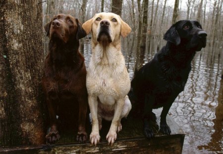 ONE OF EACH PLEASE - pets, retriever, hunting dogs, dogs, forest, labrador, animals