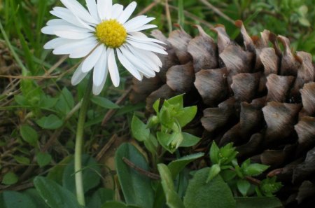 LITTLE MARGARITA AND FRIEND - cone, fir, pine, grasses, flowers, daisies, garden, asters