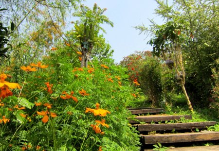 Mountain Trail - flowers, trail, mountain, beautiful