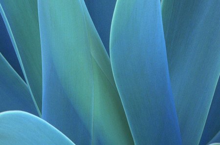 Fine Art - abstract, shape, blue, stem, layers, petals, art, fern