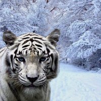White Tiger in Snow