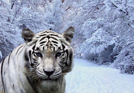 White Tiger in Snow - winter, tiger, predator, cat