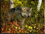 Wolf in Forest