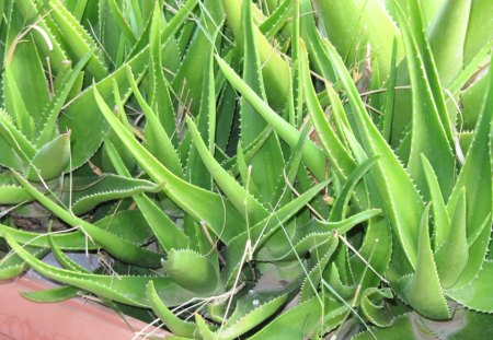 think green - flowers, garden, cactus, green