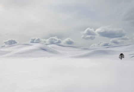 ARVORE SOLITARIA - arvore, branca, natureza, neve, frio