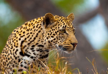 LEOPARDO - felino, fauna, animal, natureza