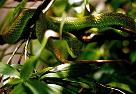 snake - leaves, green, snake