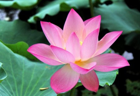 Pink - flower, pink, green, leaves