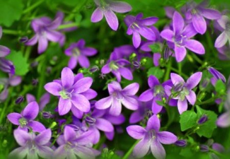 The Color Purple - leaves, green, purple, flowers