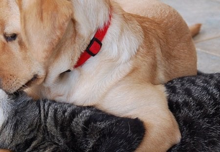 Dog love - dog, love, cat