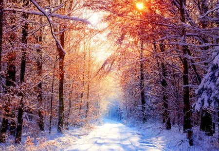 Winter - winter, nature, forest, sun