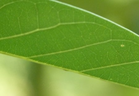 Hoja de arbusto - leaf, hoja, tree, arbusto