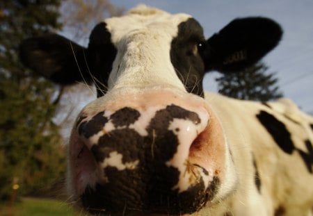 What'cha Look'n At? - farm, nose, cow, photography, smart, black, country, white, cattle, beautiful, photoshop, big