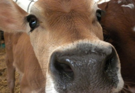 Hello Beautiful - farm, nose, cow, photography, smart, country, white, brown, cattle, beautiful, photoshop, big, sweet, look