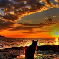 Cat in the sunrise