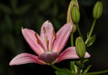 Pink - one, pretty, flower, pink