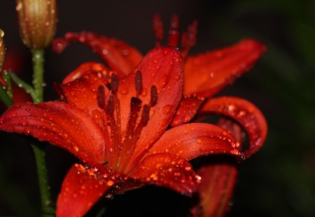 Red flowers - flower, red, dew, two