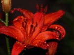 Red flowers