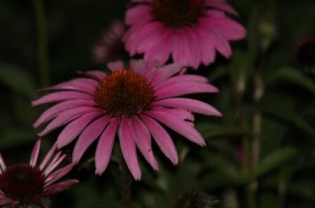 Purple Cone Flowers - cone, purple, flowers, pink