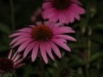 Purple Cone Flowers