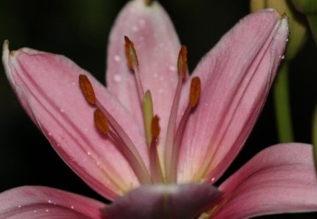 Pink Oriental Lilly - lilly, oriental, flower, pink