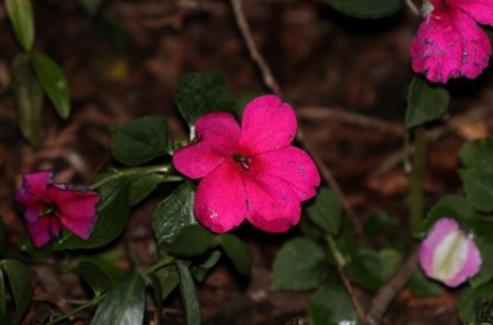 Little Purple Flowers - bright, purple, flowers, little