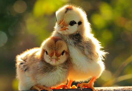 A Couple Chicks - pair, poultry, chickens, chicks, birds