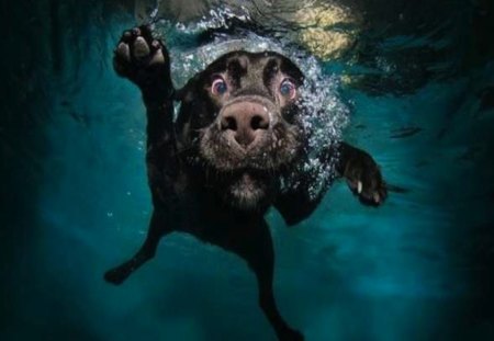 Dog Underwater - goofy, pool, under water, cute, dog, swim