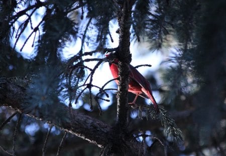 Cardinal - tree, cardinal, bird, red