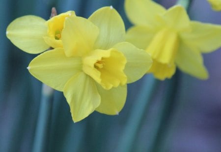 Yellow Flowers - yellow, many, flower, little