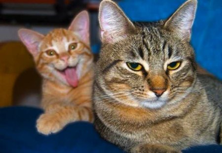 Kitty Photobomb!! - photobomb, cat, ham, silly, funny, cute