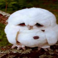 Sad Faced White Owl