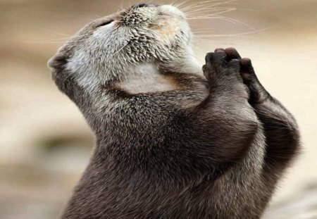 Praying Otter - otter, pray, funny, cute