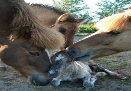 Newborn Foal Welcomed by Family - pony, clean, welcome, newborn, foal, baby, horse