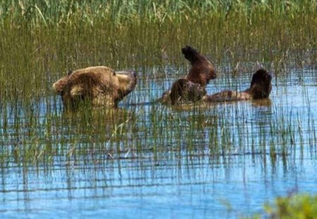 Bear Having A Relaxing Bath - brown, bath, bear, bathe, funny, soak, relax