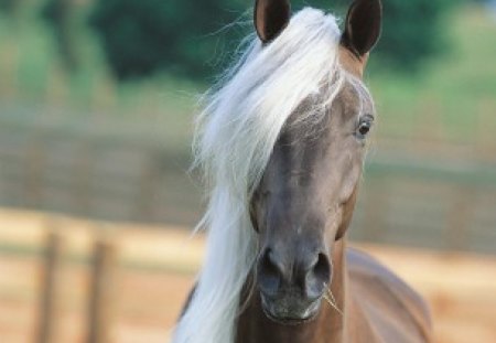 Horse portrait - portrait, animal, domestic, horse