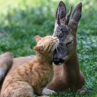 Cat & Deer Cuddle