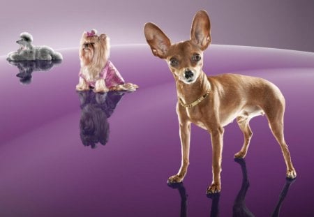 Dogs posing on purple - dogs, small breed, purple, cute, dog, animals