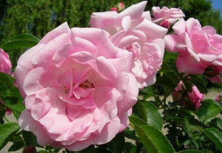 Roses - nature, beauty, roses, pink