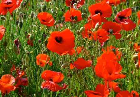 Poppie - flowers, field, poppies, red