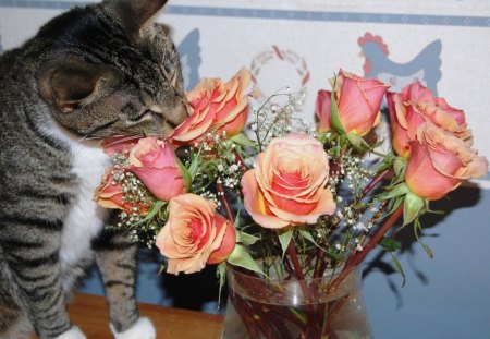 Stop and  Smell the roses.... - smell, cat, roses, animals