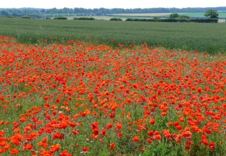 Poppies Field - flowers, field, nature, poppies