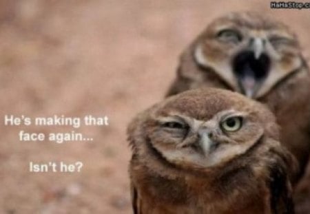 ISN'T HE - face, funny, owl, owls