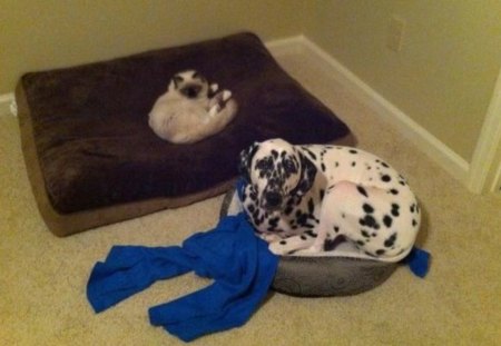 OUT SIZED - beds, dog, funny, cat