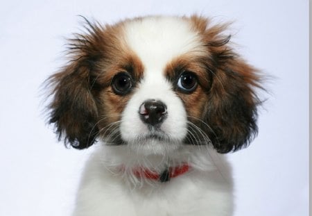 Cute dog - portrait, cute, domestic, dog